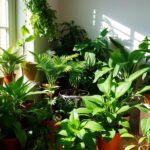 The Mental Health Benefits of House Plants