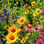 The best garden plants for birds